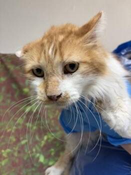 Domestic Short Hair Cats Available for Adoption in San Antonio, Texas - Grackle | PetCurious