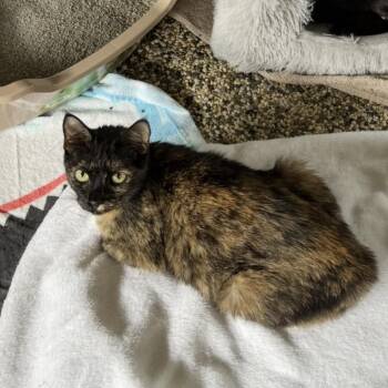 Birdie -  Domestic Short Hair Cat for Adoption - Birdie | PetCurious