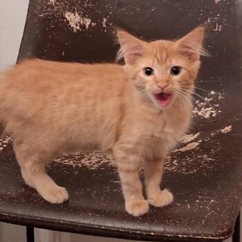Domestic Short Hair Cats Available for Adoption in Jupiter, Florida - Laney | PetCurious