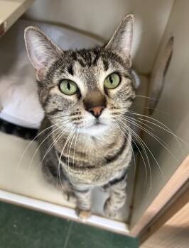 Billy Jean -  Domestic Short Hair Cat for Adoption in Mokena, Illinois - Billy Jean | PetCurious