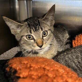 Fred -  Domestic Short Hair Cat for Adoption in West Palm Beach, Florida - Fred | PetCurious