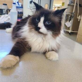 Snowshoe Cats Available for Adoption in Salt Lake City, Utah - Rox | PetCurious