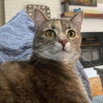 Ruth -  Domestic Short Hair Cat for Adoption in Asheville, North Carolina - Ruth | PetCurious