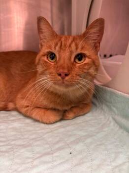 Gaston -  Domestic Short Hair Cat for Adoption in Morgantown, Kentucky - Gaston | PetCurious