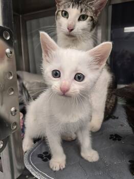 Hot Link -  Domestic Short Hair Cat for Adoption in Wellington, Kansas - Hot Link | PetCurious