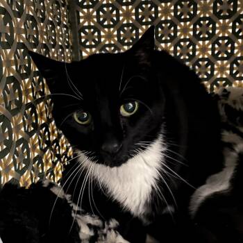 Rescue Domestic Short Hair Cats for Adoption in Hopkinton, Massachusetts - Odie | PetCurious