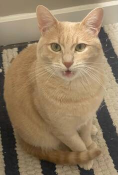 Couscous -  Domestic Short Hair Cat for Adoption in Seattle, Washington - Couscous | PetCurious