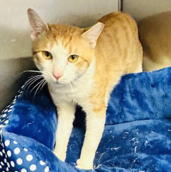 Domestic Short Hair Cats Available for Adoption - Tex | PetCurious