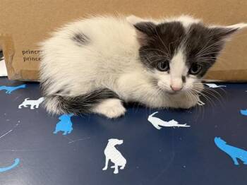 Domestic Short Hair Cats Available for Adoption in Ontario, California - NICO - NEEDS A FOSTER | PetCurious