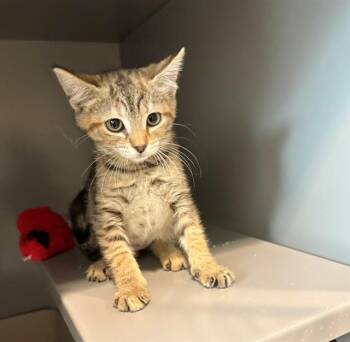 CHURU -  Domestic Medium Hair Cat for Adoption in Leesburg, Virginia - CHURU | PetCurious