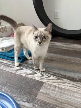 Alii -  Siamese Cat for Adoption in Ruskin, Florida - Alii | PetCurious