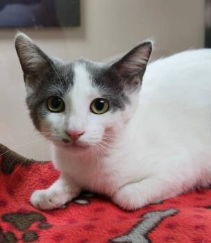 Razzles -  Domestic Short Hair Cat for Adoption in Portage, Wisconsin - Razzles | PetCurious