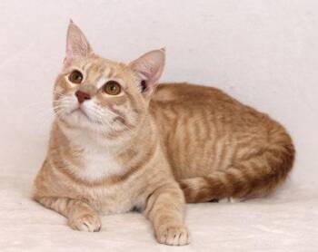 Caramel -  Domestic Short Hair Cat for Adoption in Fort Worth, Texas - Caramel | PetCurious