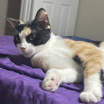Tilly -  Domestic Short Hair Cat for Adoption in Liverpool, Texas - Tilly | PetCurious