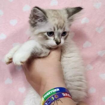 Sir Lancelot -  Domestic Medium Hair Cat for Adoption in Toledo, Ohio - Sir Lancelot | PetCurious