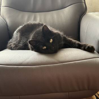 Rescue Domestic Long Hair Cats for Adoption in Rochester, Minnesota - Grimaldi (Kitty) | PetCurious