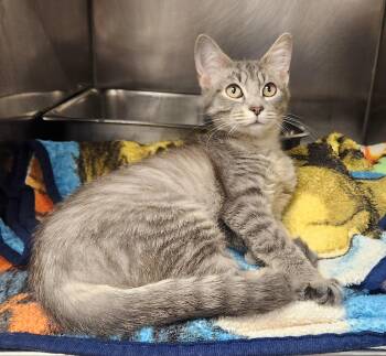 Lagoon -  Domestic Short Hair Cat for Adoption in Clayton, New Jersey - Lagoon | PetCurious