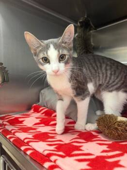 Potato Starch -  Domestic Short Hair Cat for Adoption in Pomona, New York - Potato Starch | PetCurious