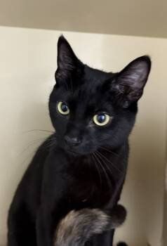 Rescue Domestic Short Hair Cats for Adoption in Arlington, Washington - Turkey | PetCurious