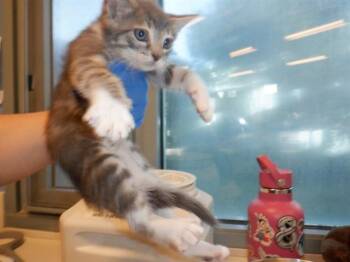 Domestic Short Hair Cats Available for Adoption in San Jose, California - A1407140 | PetCurious