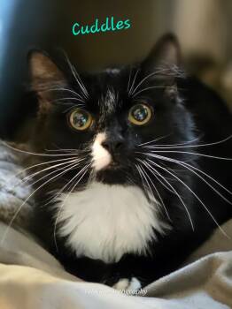 Rescue Domestic Long Hair Cats for Adoption in Cambridge, Maryland - Cuddles | PetCurious