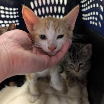 Domestic Short Hair Cats Available for Adoption in Emporia, Kansas - Toulouse | PetCurious