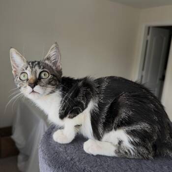 Rabbit -  Domestic Short Hair Cat for Adoption in Sunrise, Florida - Rabbit | PetCurious