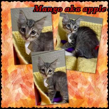 Mango Aka Apple -  Domestic Short Hair Cat for Adoption in Blountville, Tennessee - Mango Aka Apple | PetCurious