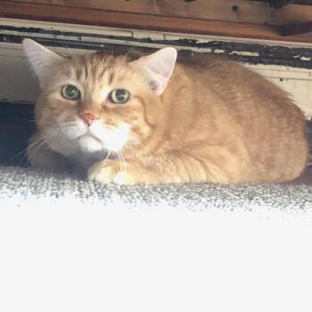 Domestic Short Hair Cats Available for Adoption in Newburgh, New York - Reggie (Bonded Pair With Lucy) | PetCurious
