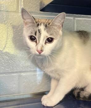 Pea Pod -  Domestic Short Hair Cat Available for Adoption in Golden, Colorado - Pea Pod | PetCurious