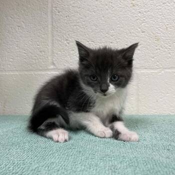 SVAS-Stray-39546 -  Domestic Medium Hair Cat for Adoption in Lyndhurst, Virginia - SVAS-Stray-39546 | PetCurious