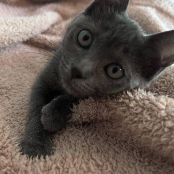 Monchichi -  Domestic Short Hair Cat for Adoption in Austin, Texas - Monchichi | PetCurious
