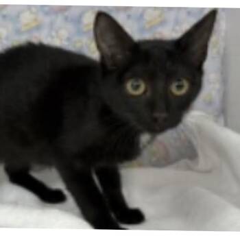 Misty 2 -  Domestic Short Hair Cat for Adoption in Tampa, Florida - Misty 2 | PetCurious