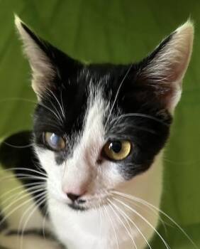 JacintoQ -  Domestic Short Hair Cat for Adoption in North Highlands, California - JacintoQ | PetCurious