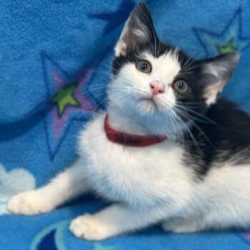 Bleu -  Domestic Short Hair Cat for Adoption in Matteson, Illinois - Bleu | PetCurious