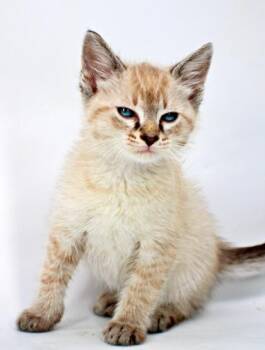 Jinx -  Domestic Long Hair and Domestic Short Hair Cat for Adoption in Morton Grove, Illinois - Jinx | PetCurious