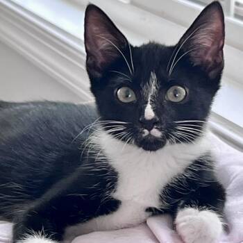 Cal -  Domestic Short Hair Cat for Adoption in Richmond, Virginia - Cal | PetCurious