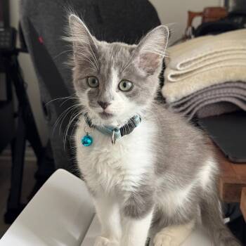 Brush -  Domestic Medium Hair Cat for Adoption in Westminster, California - Brush | PetCurious