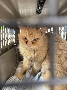 Domestic Medium Hair Cats Available for Adoption - Cowboy- FOSTER Needed! Time Sensitive | PetCurious