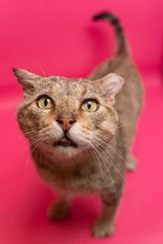 Turkey -  Domestic Short Hair Cat for Adoption in Myrtle Beach, South Carolina - Turkey | PetCurious