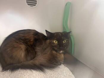 Luelda -  Domestic Long Hair Cat for Adoption in Cleveland, Ohio - Luelda | PetCurious