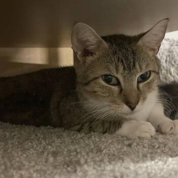 Heather -  Domestic Short Hair Cat for Adoption in Cumming, Georgia - Heather | PetCurious