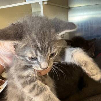 Cynthia -  Domestic Short Hair Cat for Adoption in Newark, New Jersey - Cynthia | PetCurious