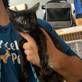 Bella - Chino Hills Location -  Domestic Short Hair Cat for Adoption in Chino Hills, California - Bella - Chino Hills Location | PetCurious