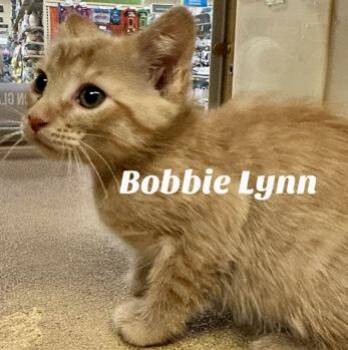 Rescue Domestic Short Hair Cats for Adoption in Owasso, Oklahoma - Bobble Lynn | PetCurious