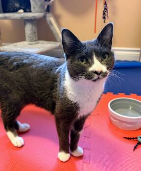 Domestic Short Hair Cats Available for Adoption in Burnaby, British Columbia - Ikura | PetCurious
