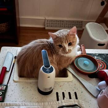 Butter -  Domestic Long Hair Cat for Adoption in Lynchburg, Virginia - Butter | PetCurious