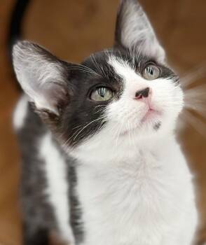 Turkish Van and Tuxedo Cats Available for Adoption in Bedford Hills, New York - Millo Is A Marvelous Little Man!  Wags His Tail And Is EPIC Cute | PetCurious