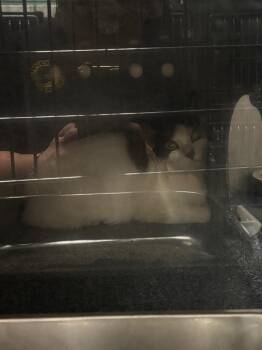 American Shorthair Cats Available for Adoption in Rockport, Texas - Rosie | PetCurious