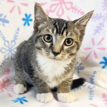 Rescue Domestic Short Hair Cats for Adoption in Mt. Juliet, Tennessee - Tram | PetCurious